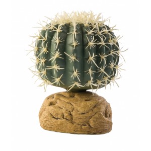 Barrel Cactus Small 7cm